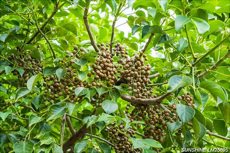 茄苳樹是陰樹嗎|茄苳:簡介,形態特徵,分布範圍,主要價值,